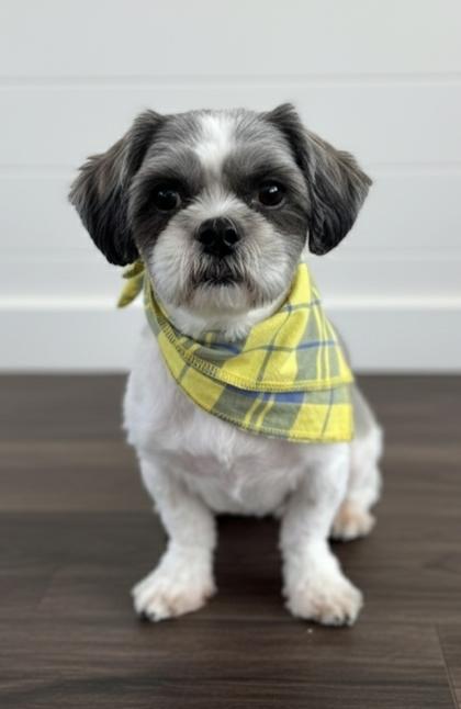 Enlarge Harry, a Adoptable mixed breed in Cibolo, TX image 1/1