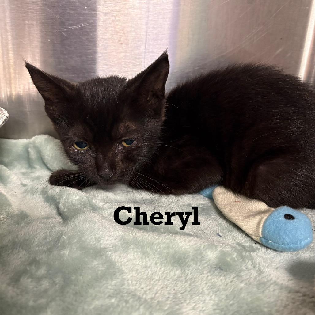 Cheryl, Adoptable, Kitten Female Domestic Short Hair.