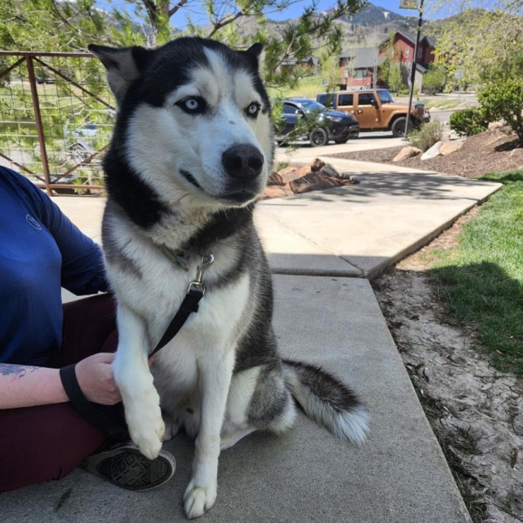 Ky, Adoptable, Adult Male Siberian Husky.