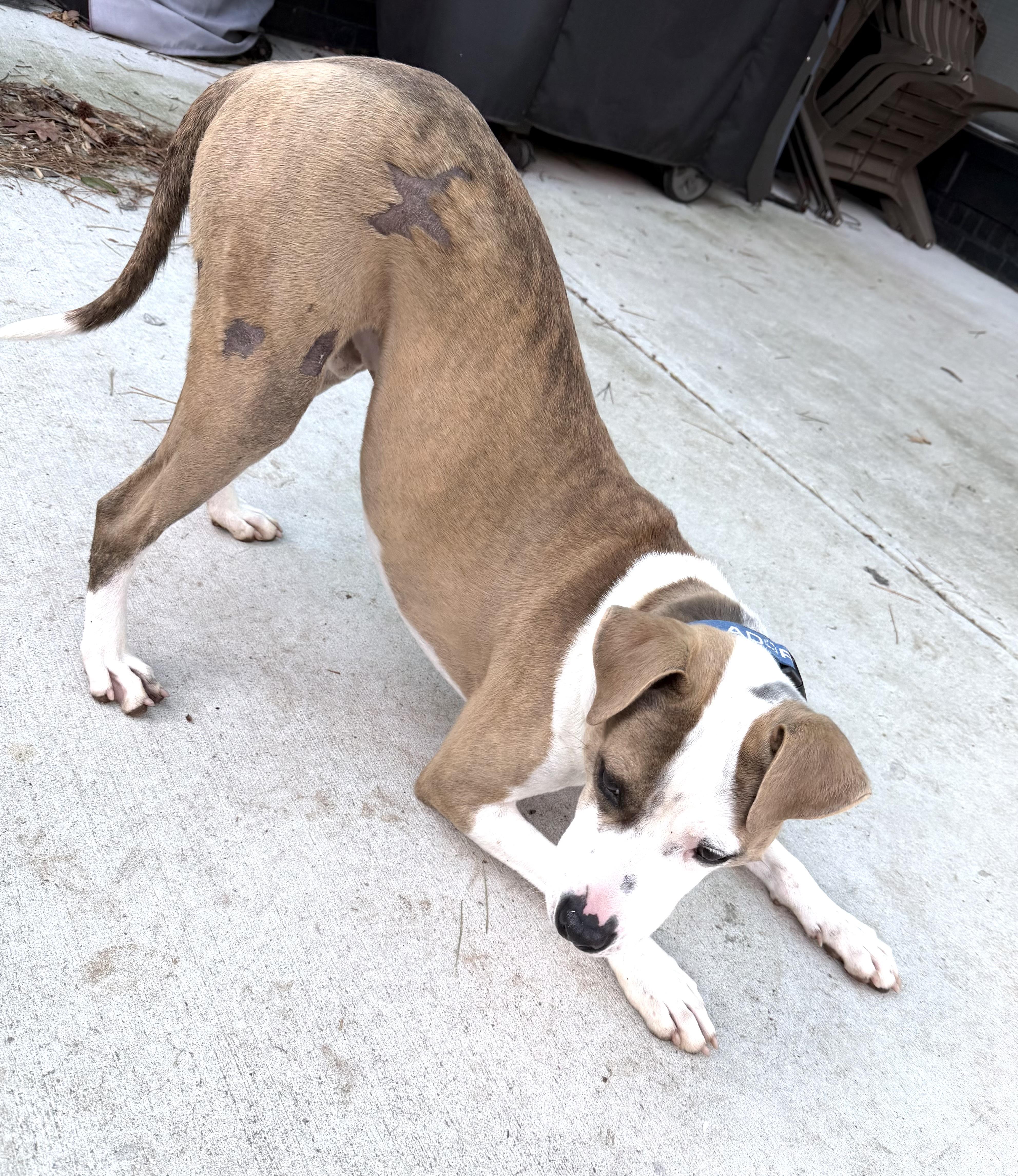 Dobby, aka The Dobster, ADOPTABLE, Young Male Boxer.