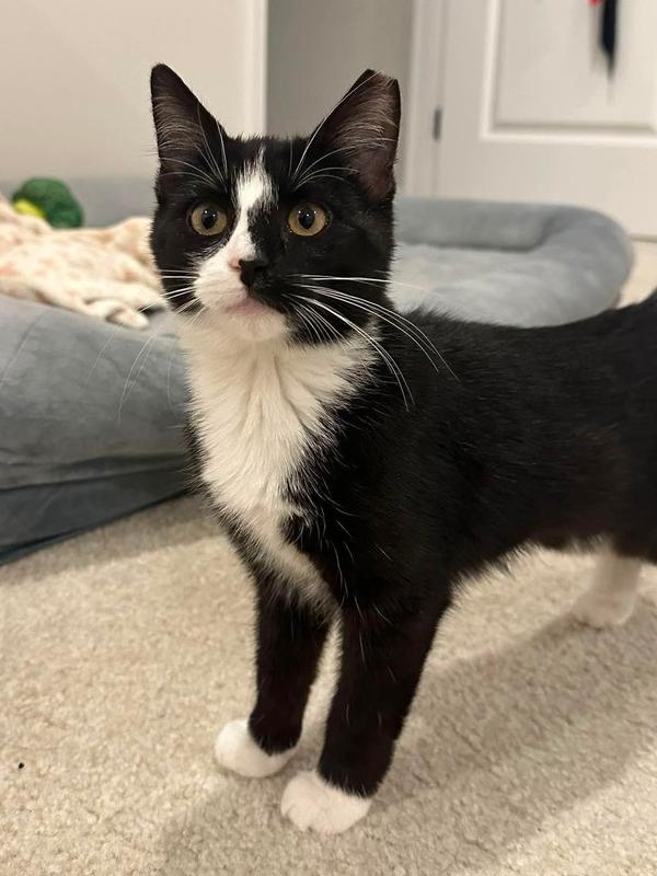 Whiskey, Adoptable, Kitten Female Domestic Short Hair.