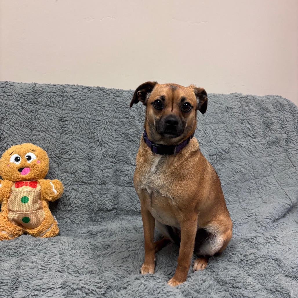 Teya, Adoptable, Young Female Pug & Miniature Pinscher.