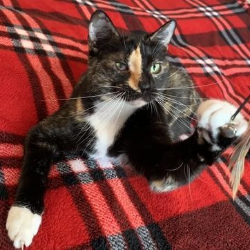 Ripley — thumbnail 2