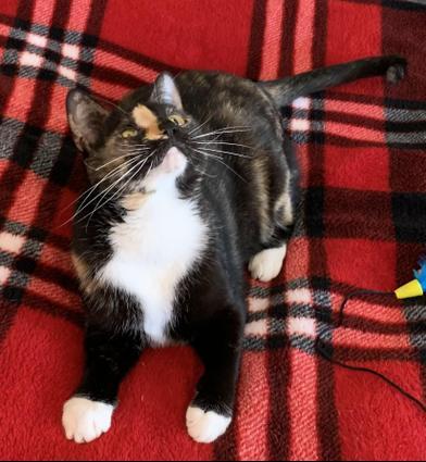 Ripley — thumbnail 6