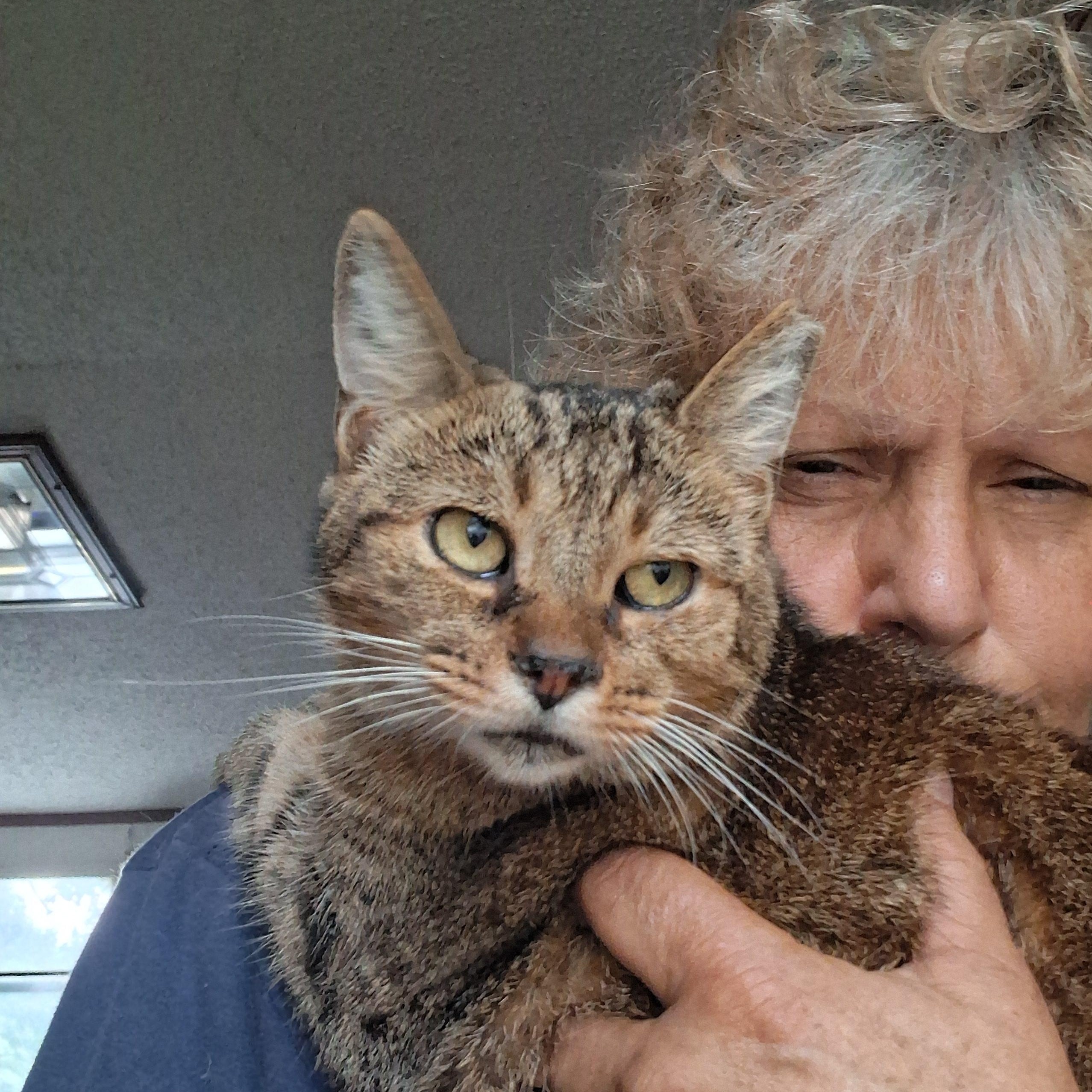 Meg (Shoulder Kitty), ADOPTABLE, Adult Female Oriental Tabby & Tabby.