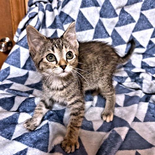 Sawyer, a Adopted Tabby in Rutherfordton, NC image 1/3