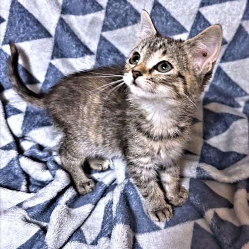 Sawyer, a Adopted Tabby in Rutherfordton, NC image 2/3