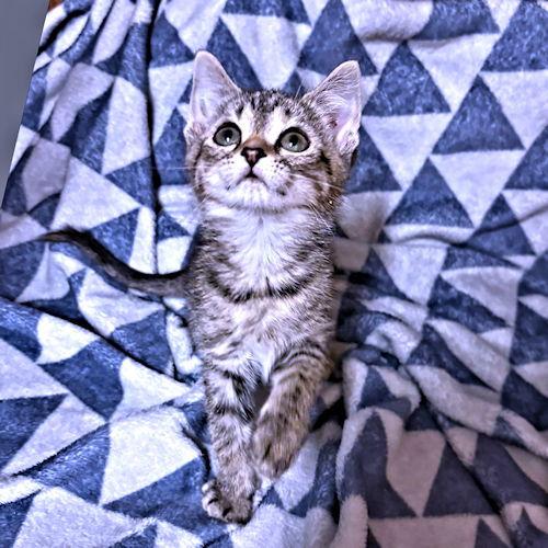 Sawyer, a Adopted Tabby in Rutherfordton, NC image 3/3