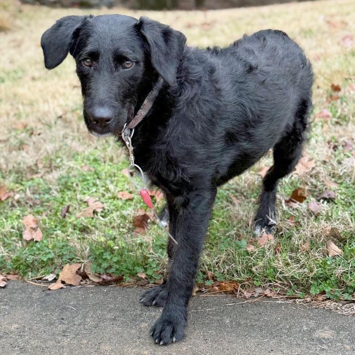 Enlarge Aria, a Adoptable mixed breed in Little Rock, AR image 1/5