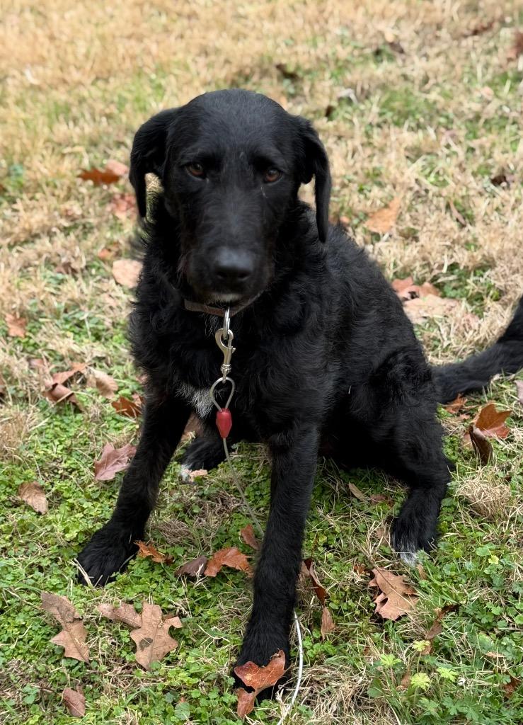 Enlarge Aria, a Adoptable mixed breed in Little Rock, AR image 2/5