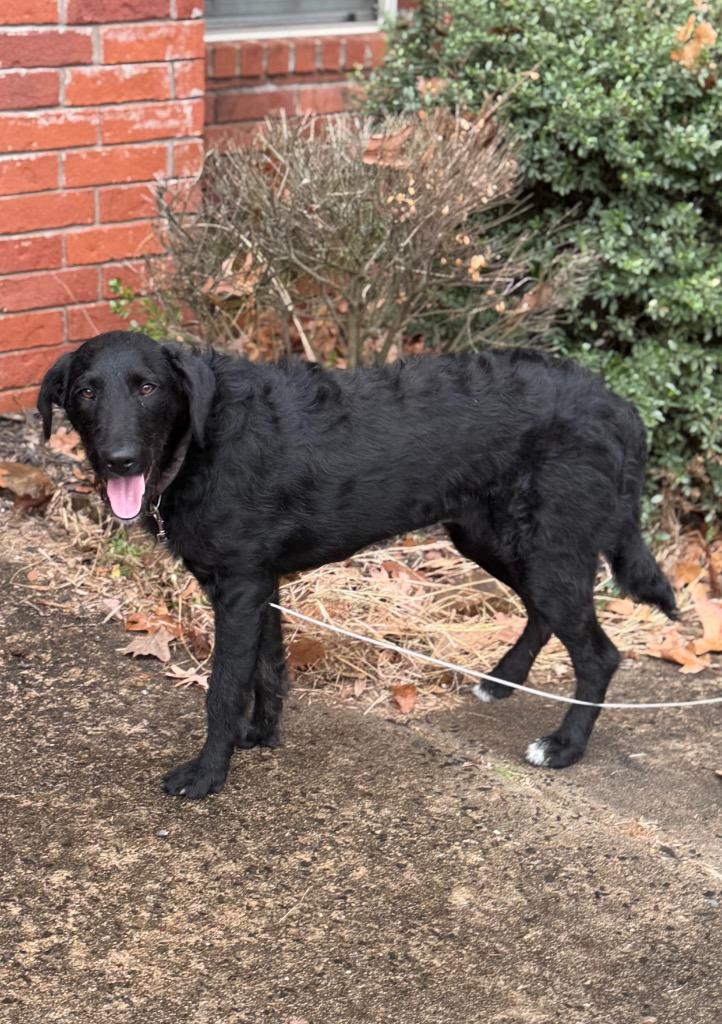 Enlarge Aria, a Adoptable mixed breed in Little Rock, AR image 3/5