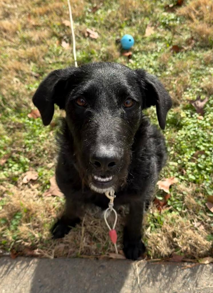 Enlarge Aria, a Adoptable mixed breed in Little Rock, AR image 4/5