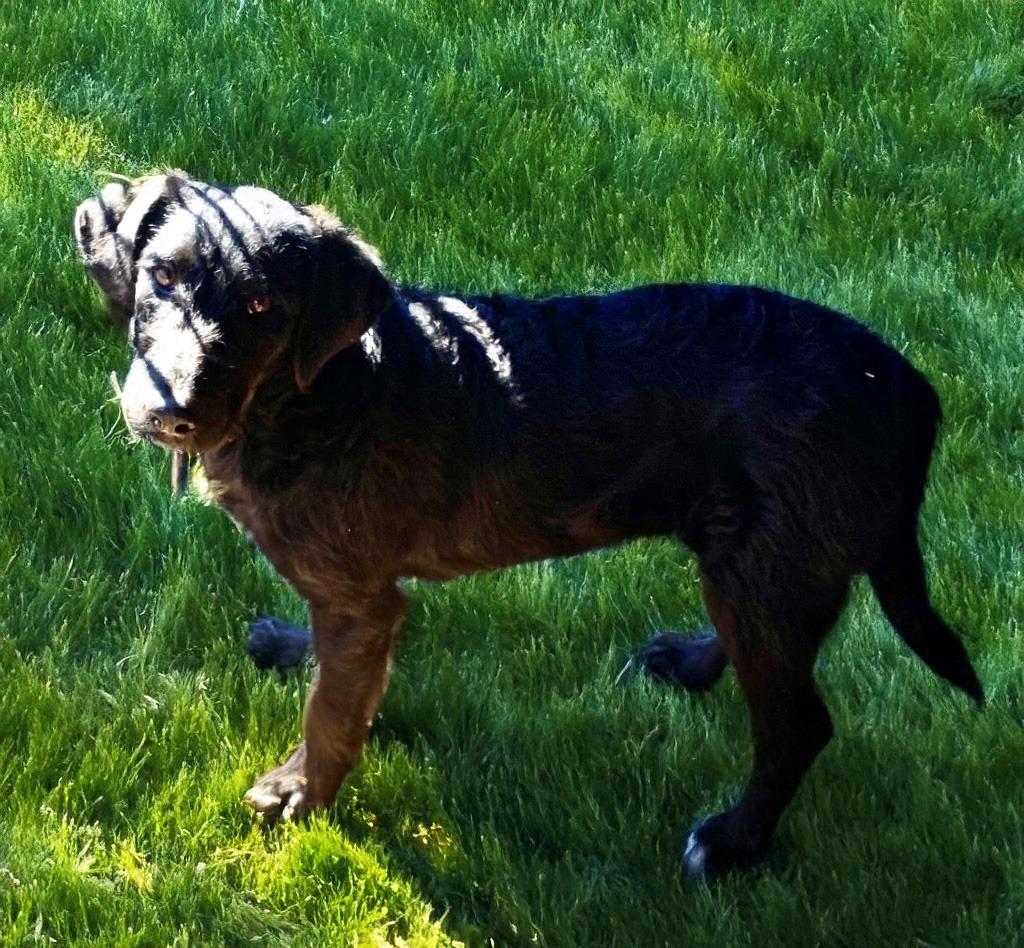 Enlarge Aria, a Adoptable mixed breed in Little Rock, AR image 5/5