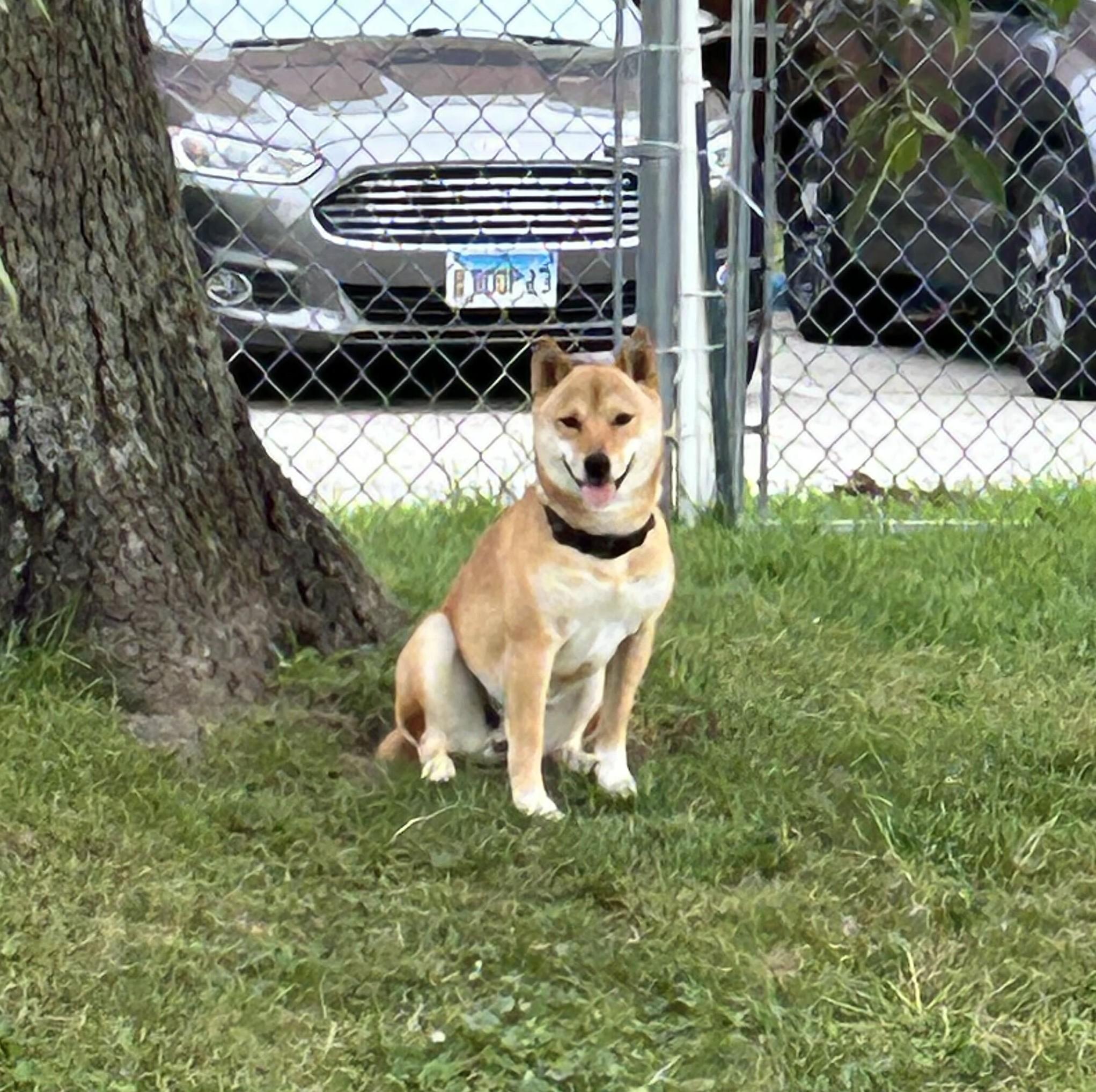 Enlarge Haven, a Adoptable Shiba Inu in Chicago, IL image 3/6
