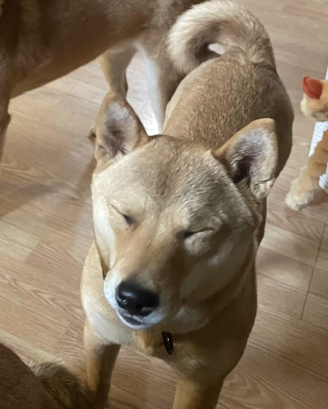 Enlarge Haven, a Adoptable Shiba Inu in Chicago, IL image 6/6