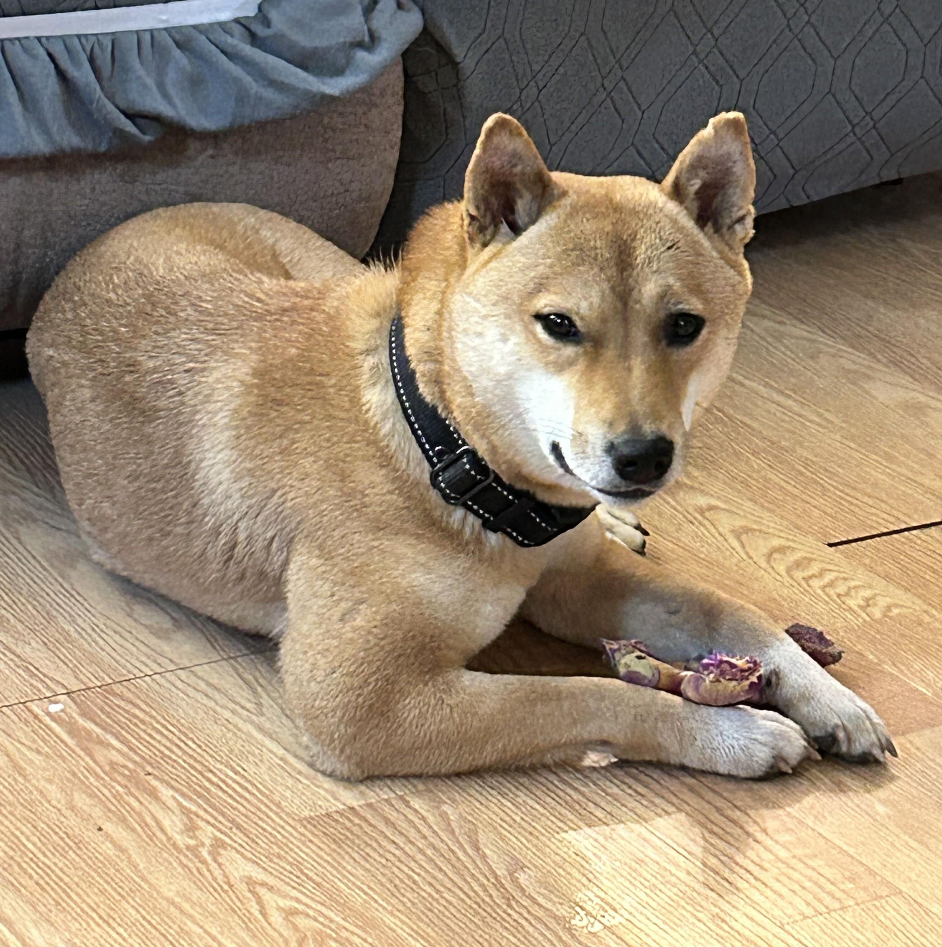 Enlarge Haven, a Adoptable Shiba Inu in Chicago, IL image 4/6