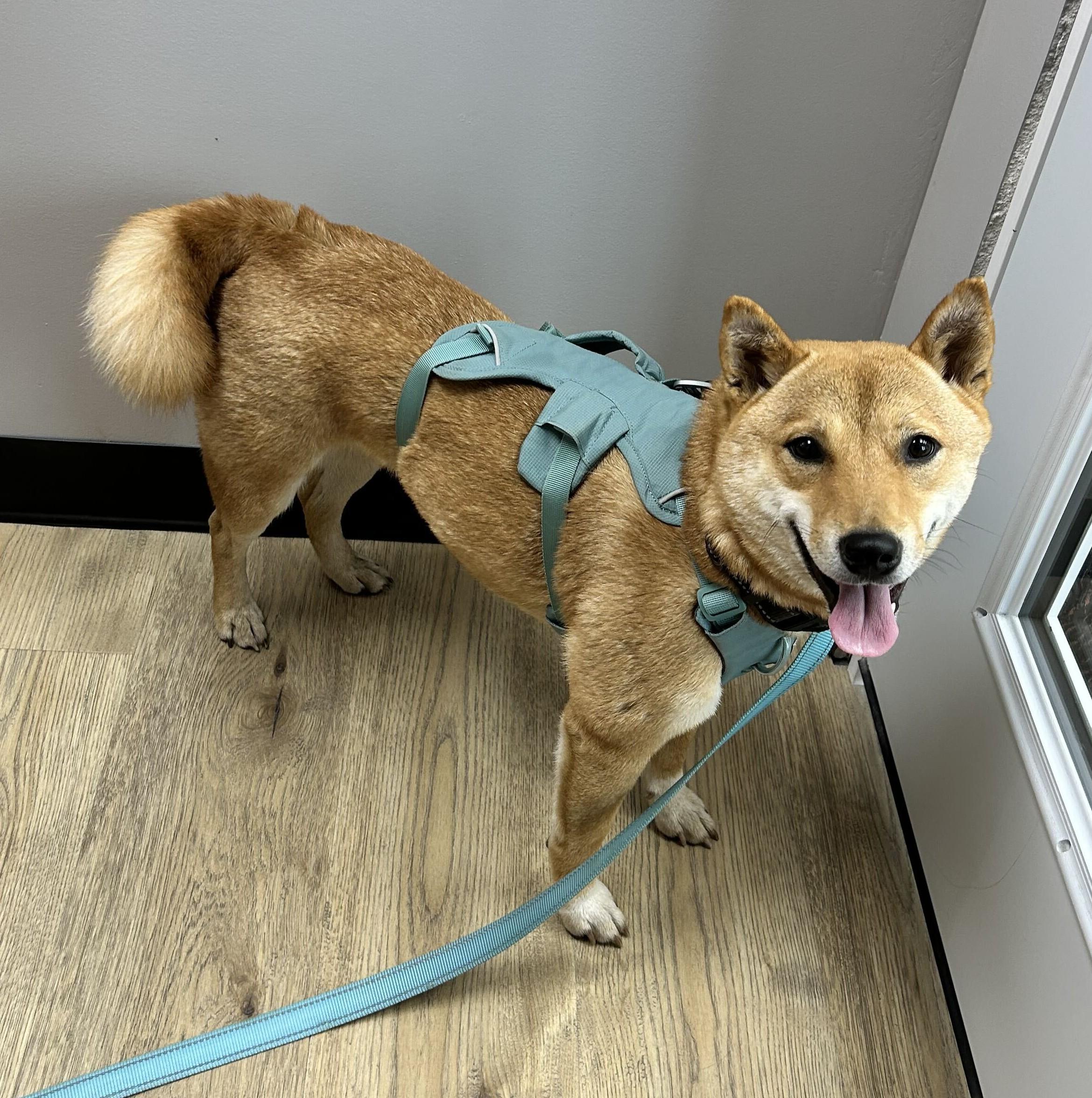 Haven, Adoptable, Young Female Shiba Inu.