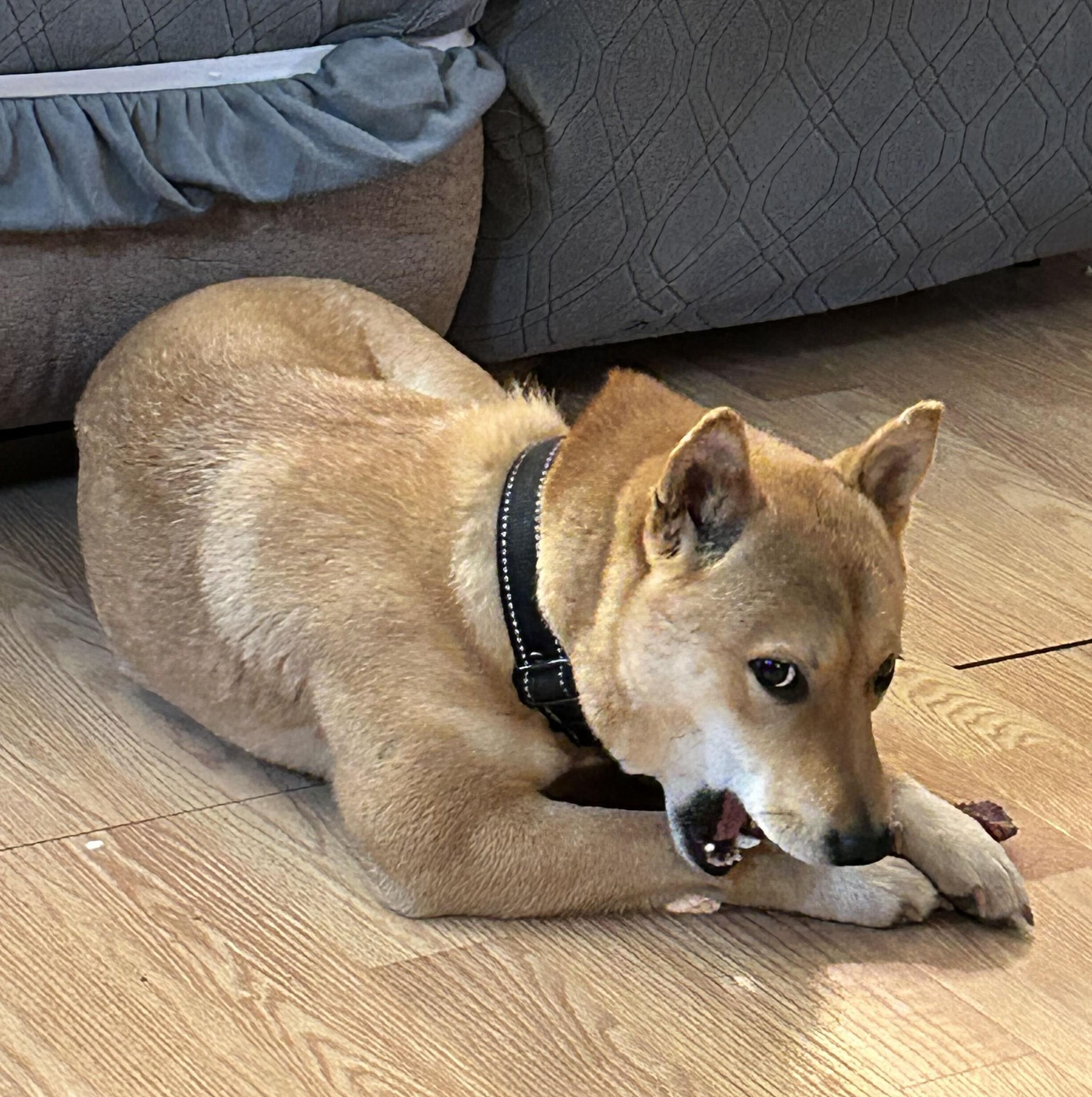 Enlarge Haven, a Adoptable Shiba Inu in Chicago, IL image 5/6