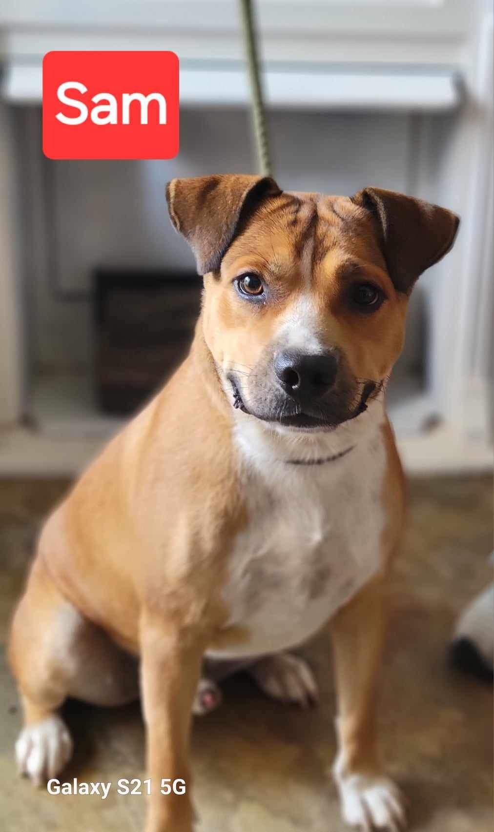 Enlarge "Smiling" Sam, an adoptable mixed breed in Bolivar, TN image 1/2