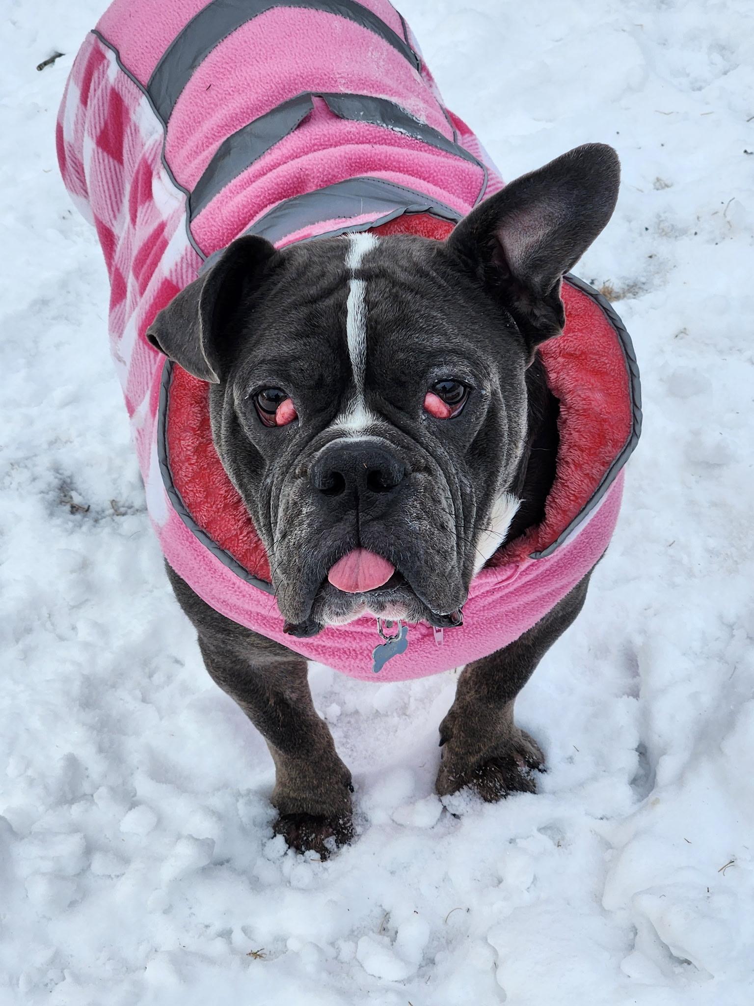Gordy, a Adoptable mixed breed in Nutting Lake, MA image 5/6