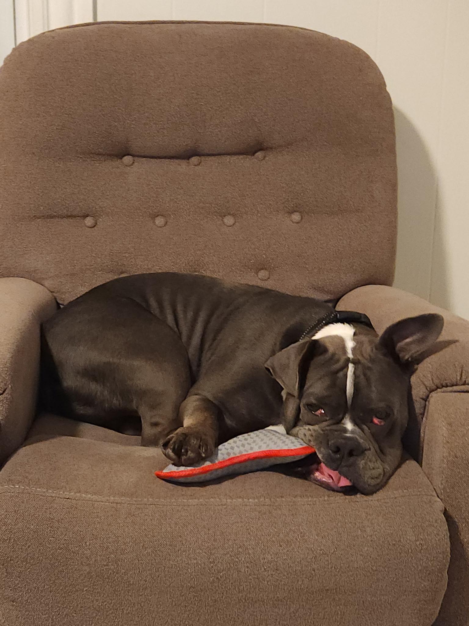 Enlarge Gordy, a Adoptable mixed breed in Nutting Lake, MA image 4/6
