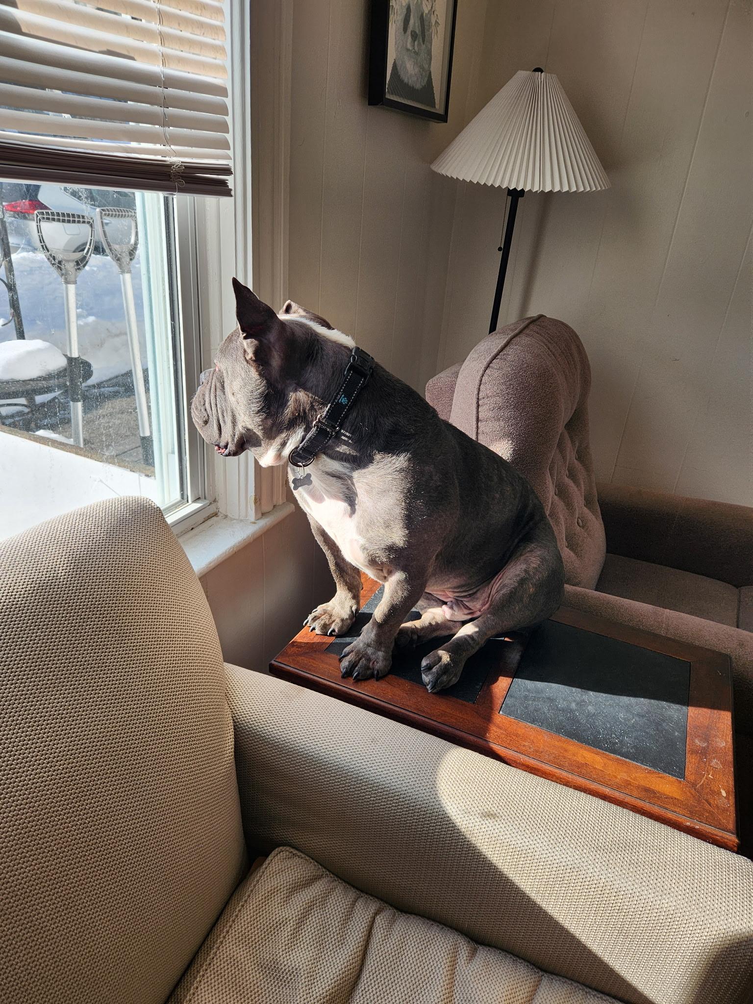 Gordy, a Adoptable mixed breed in Nutting Lake, MA image 6/6