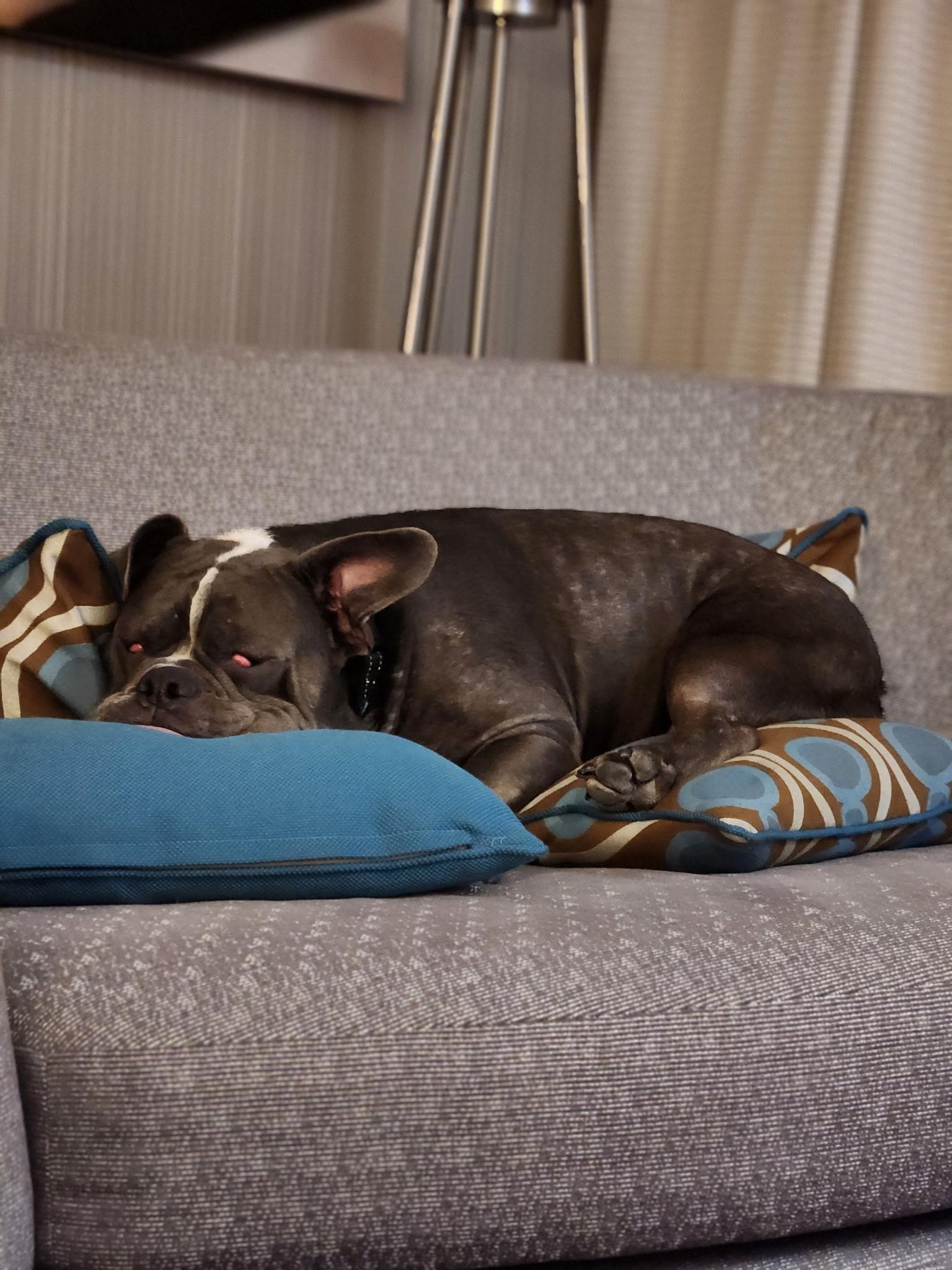 Gordy, a Adoptable mixed breed in Nutting Lake, MA image 4/6
