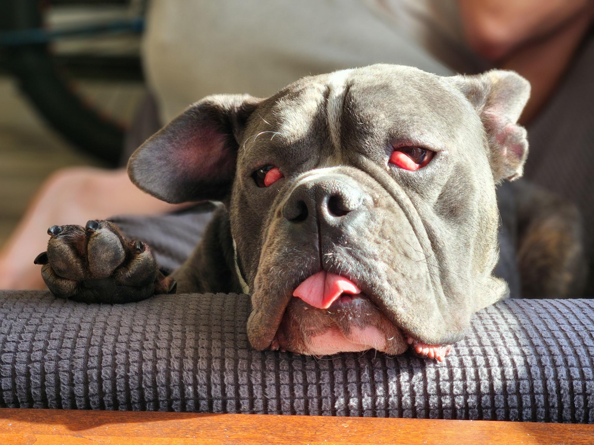 Gordy, a Adoptable mixed breed in Nutting Lake, MA image 2/6