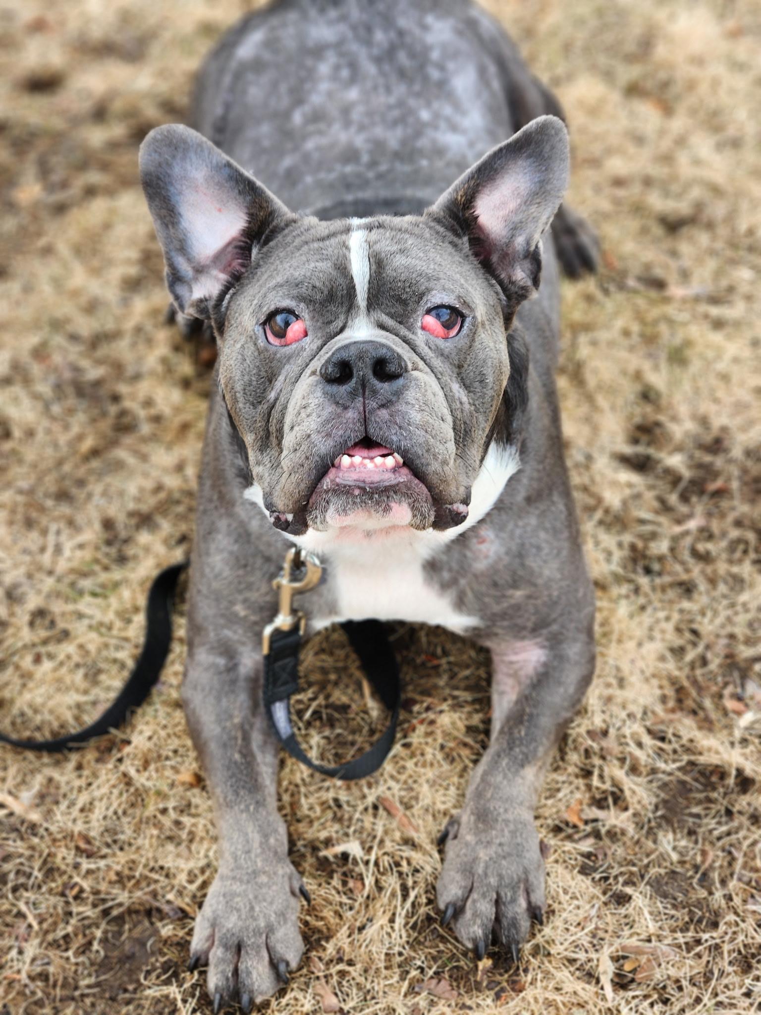 Gordy, Adoptable, Adult Male American Bulldog & French Bulldog.