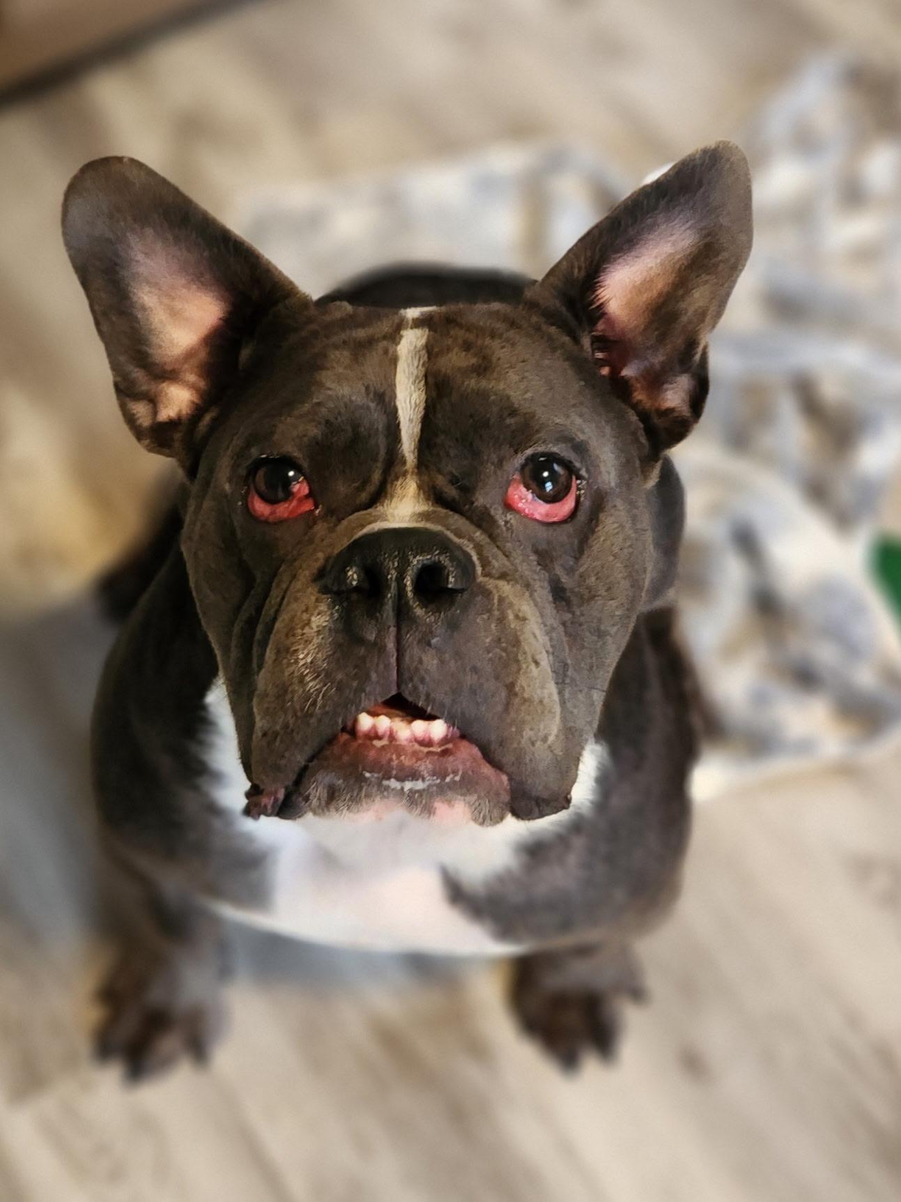Gordy, a Adoptable mixed breed in Nutting Lake, MA image 3/6