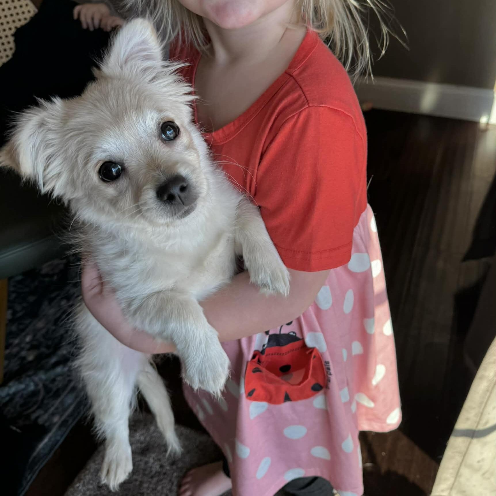 Enlarge Valentine, an adopted mixed breed in Normal, IL image 5/6