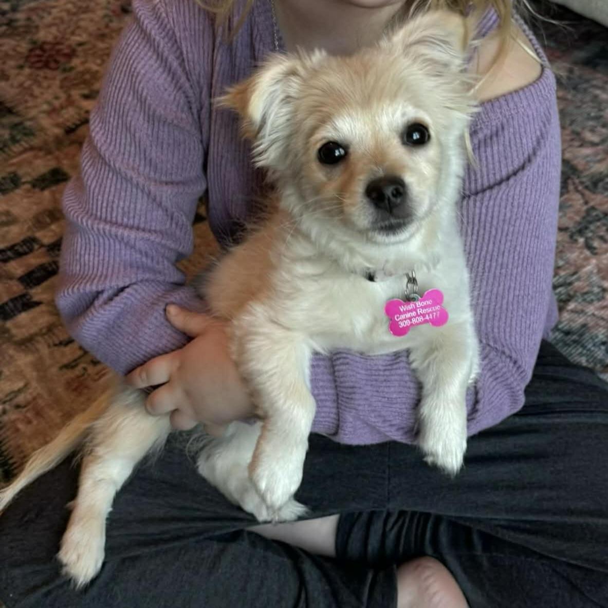 Enlarge Valentine, an adopted mixed breed in Normal, IL image 4/6