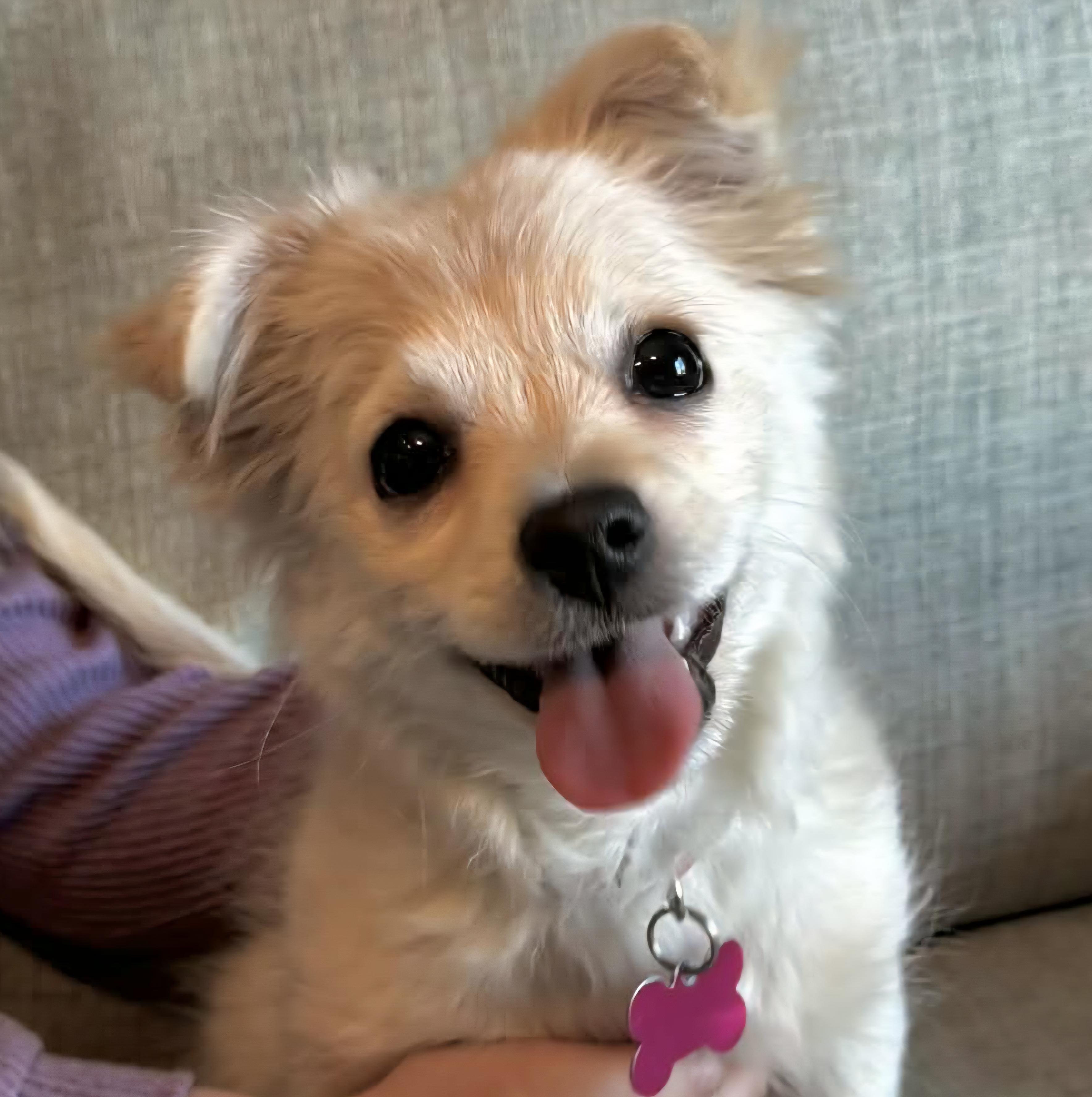 Valentine, adopted, Puppy Female Mixed Breed.