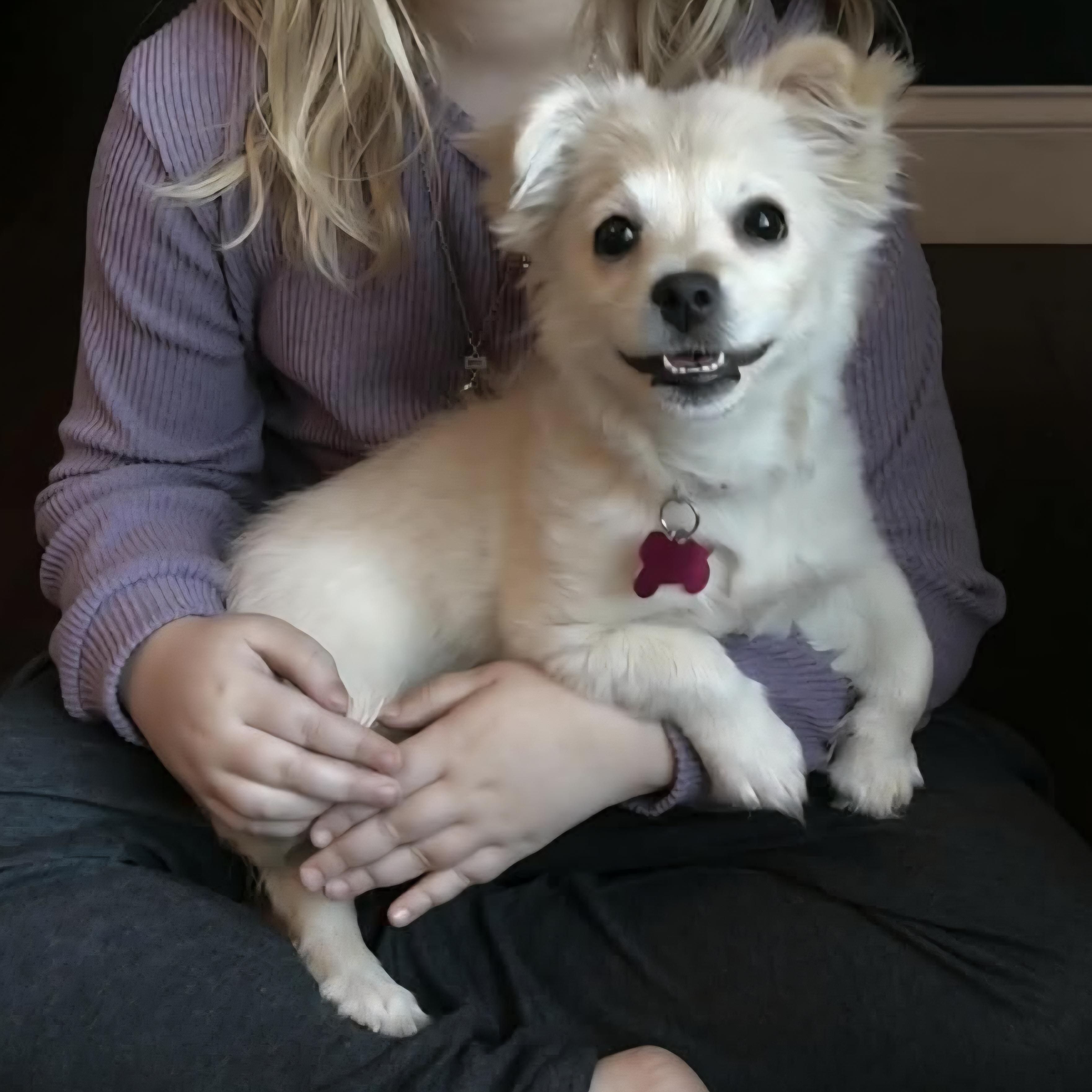 Enlarge Valentine, an adopted mixed breed in Normal, IL image 2/6