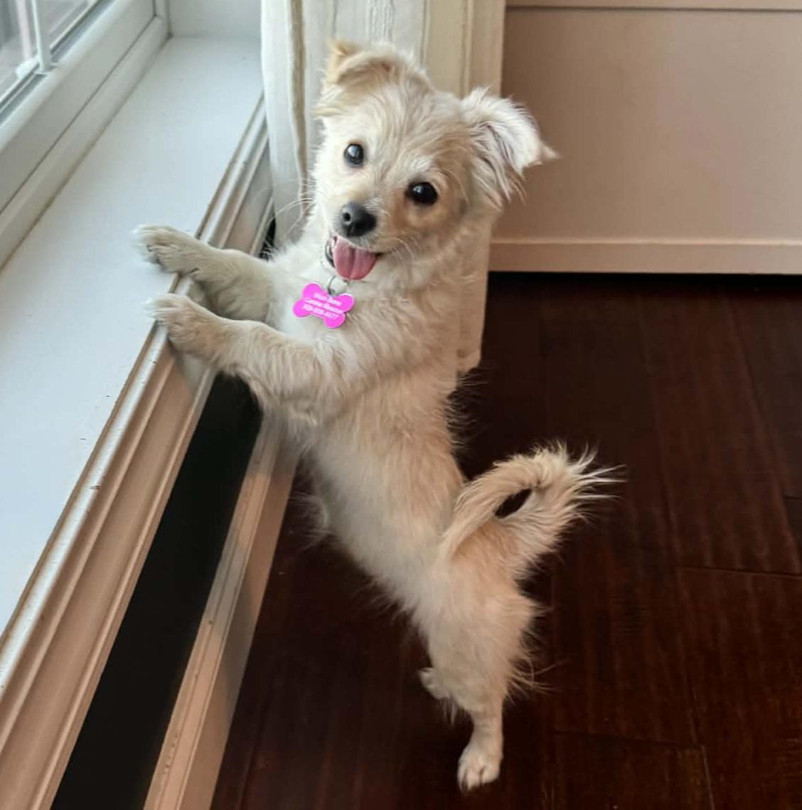 Enlarge Valentine, an adopted mixed breed in Normal, IL image 3/6