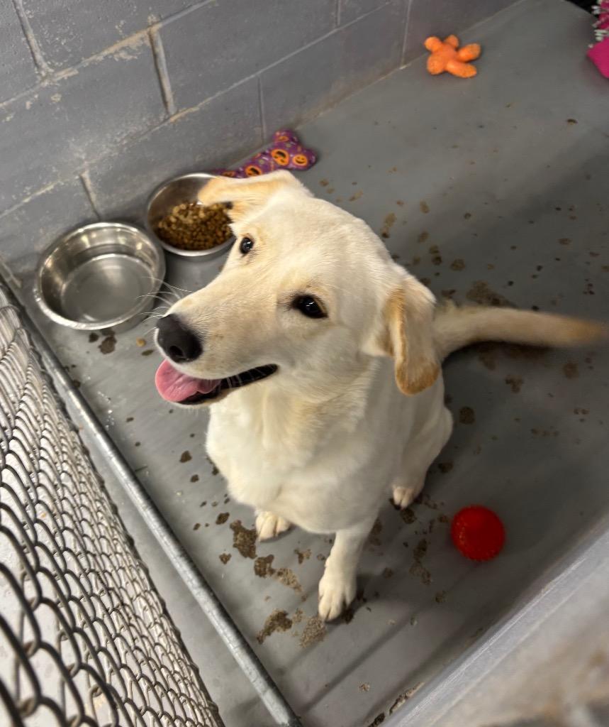 Lola, Adopted, Young Female Labrador Retriever.