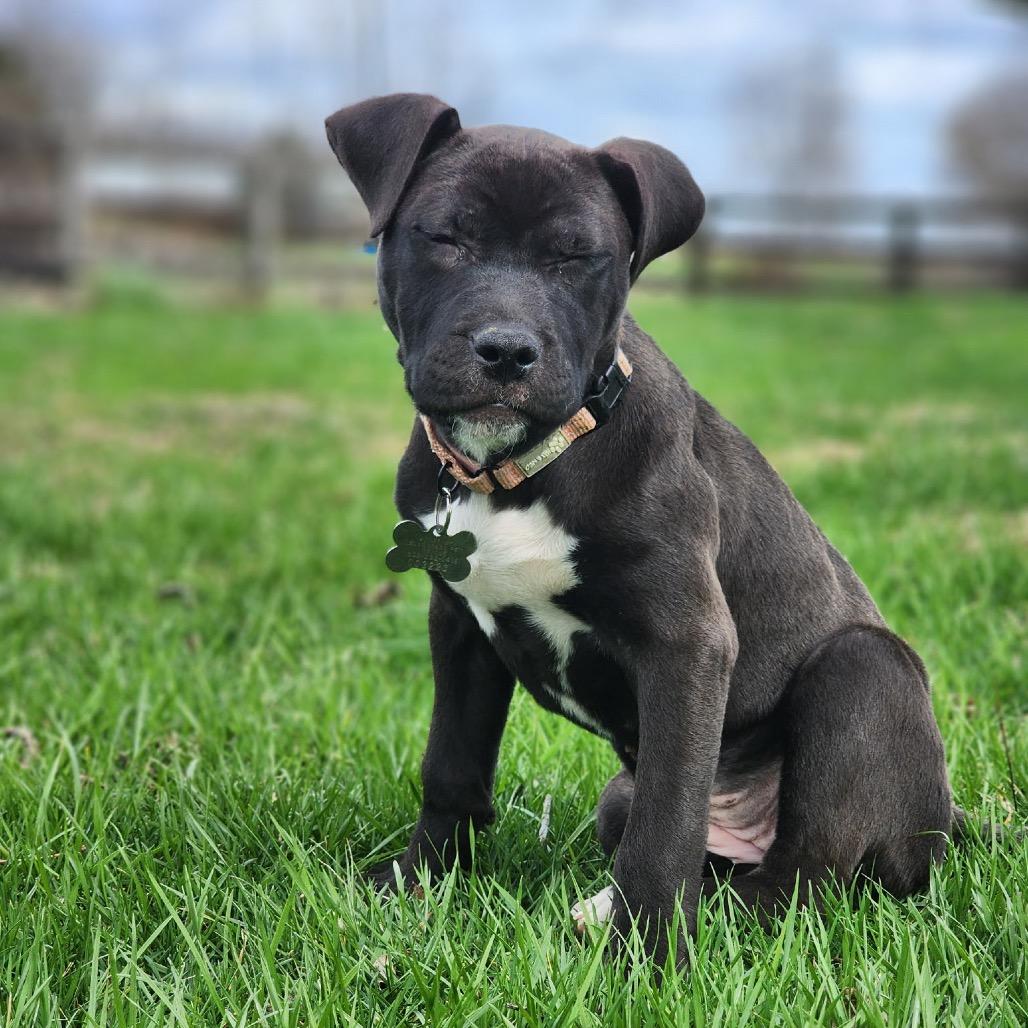 Enlarge Eclipse, a Adoptable Terrier in La Grange, KY image 6/6