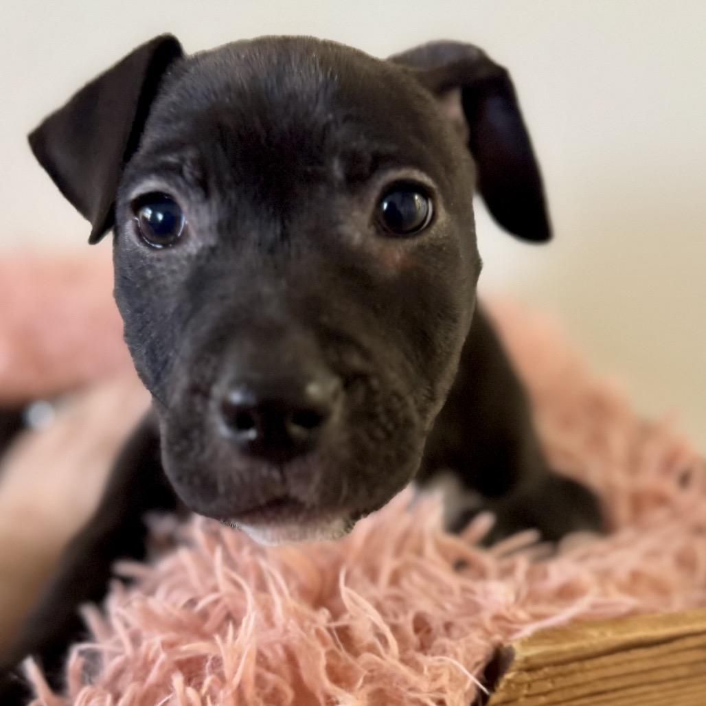 Enlarge Lola, a Adoptable Terrier in La Grange, KY image 2/6