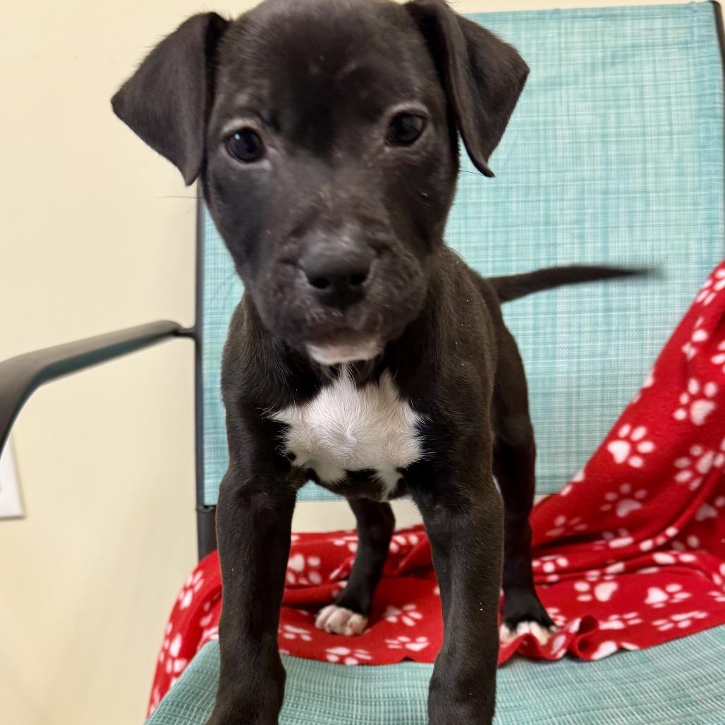 Enlarge Lola, a Adoptable Terrier in La Grange, KY image 3/6