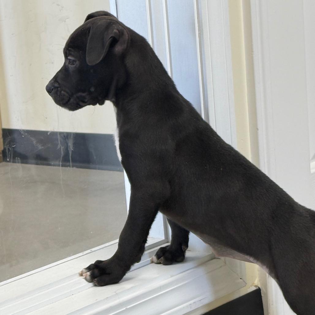 Enlarge Lola, a Adoptable Terrier in La Grange, KY image 4/6