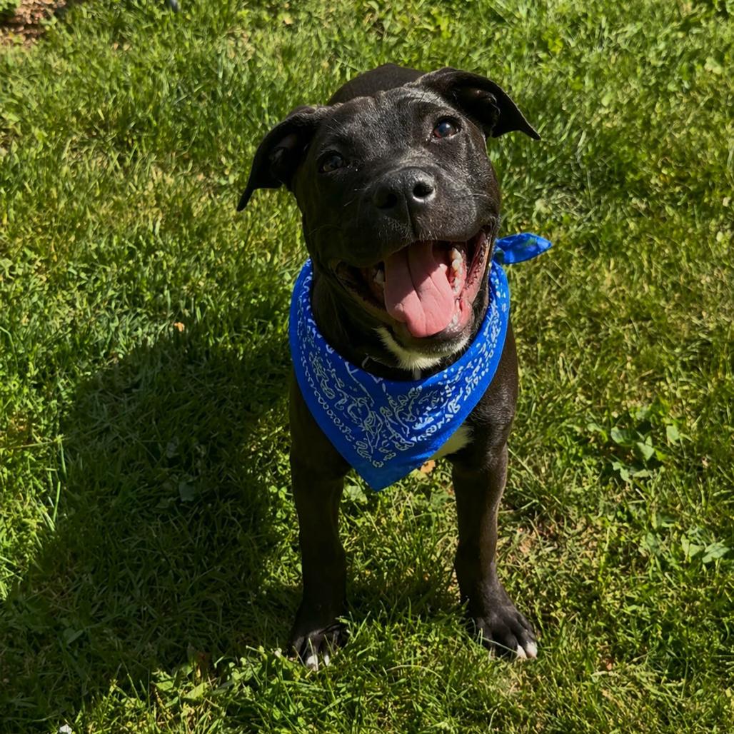 Eclipse, Adoptable, Puppy Female Labrador Retriever & Terrier.