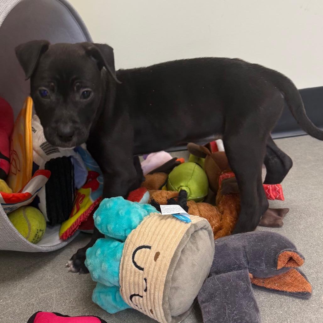 Enlarge Lola, a Adoptable Terrier in La Grange, KY image 5/6