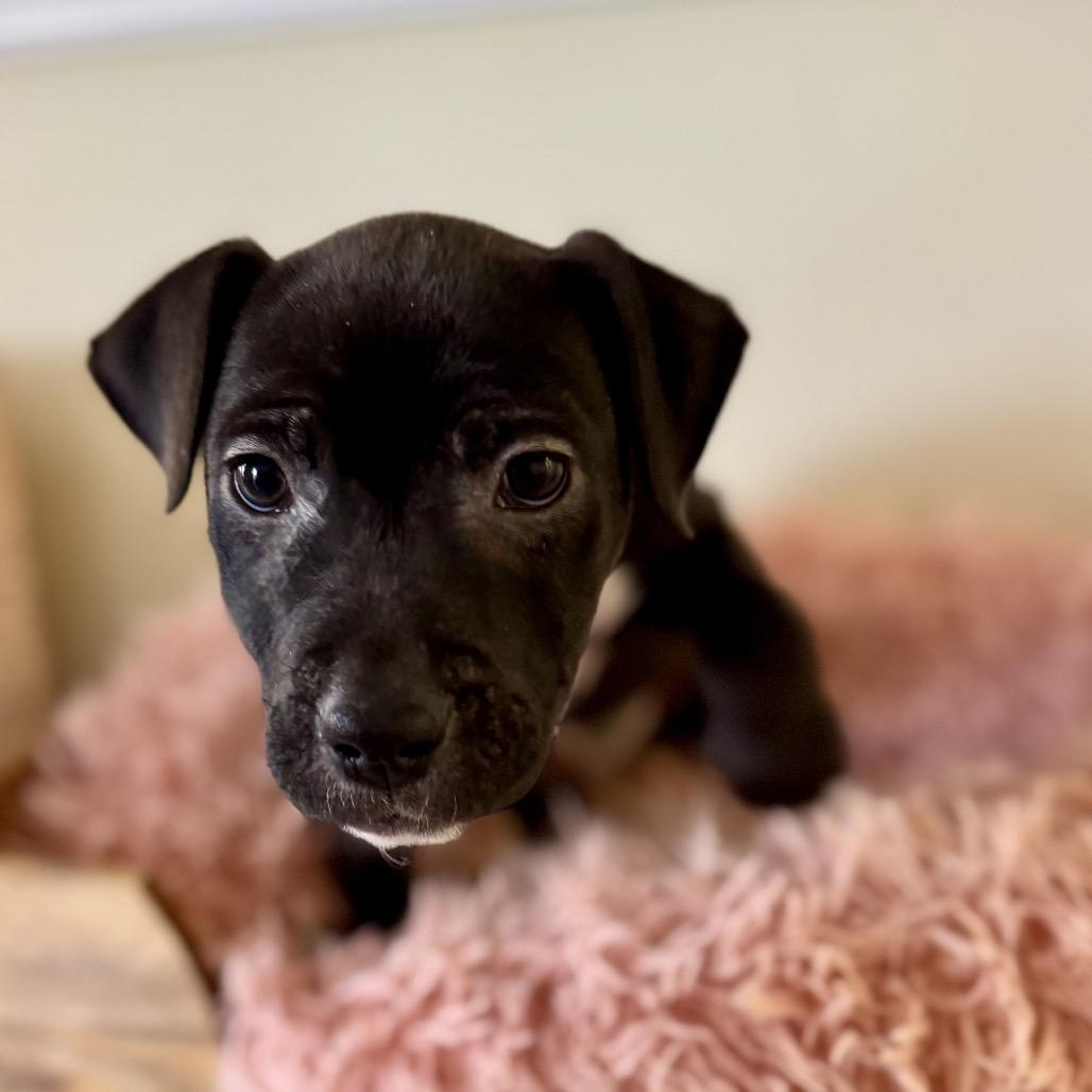 Enlarge Lola, a Adoptable Terrier in La Grange, KY image 6/6