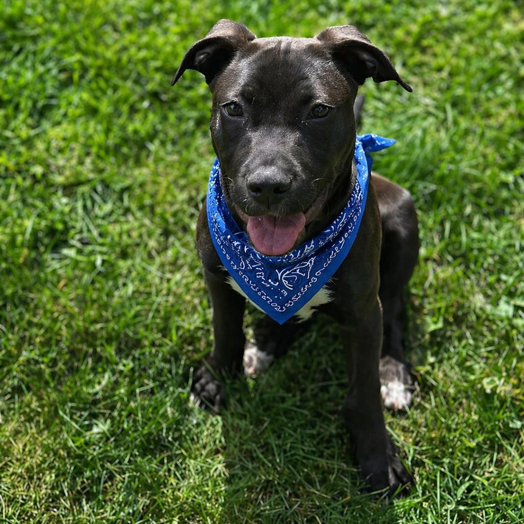 Enlarge Eclipse, a Adoptable mixed breed in La Grange, KY image 2/3