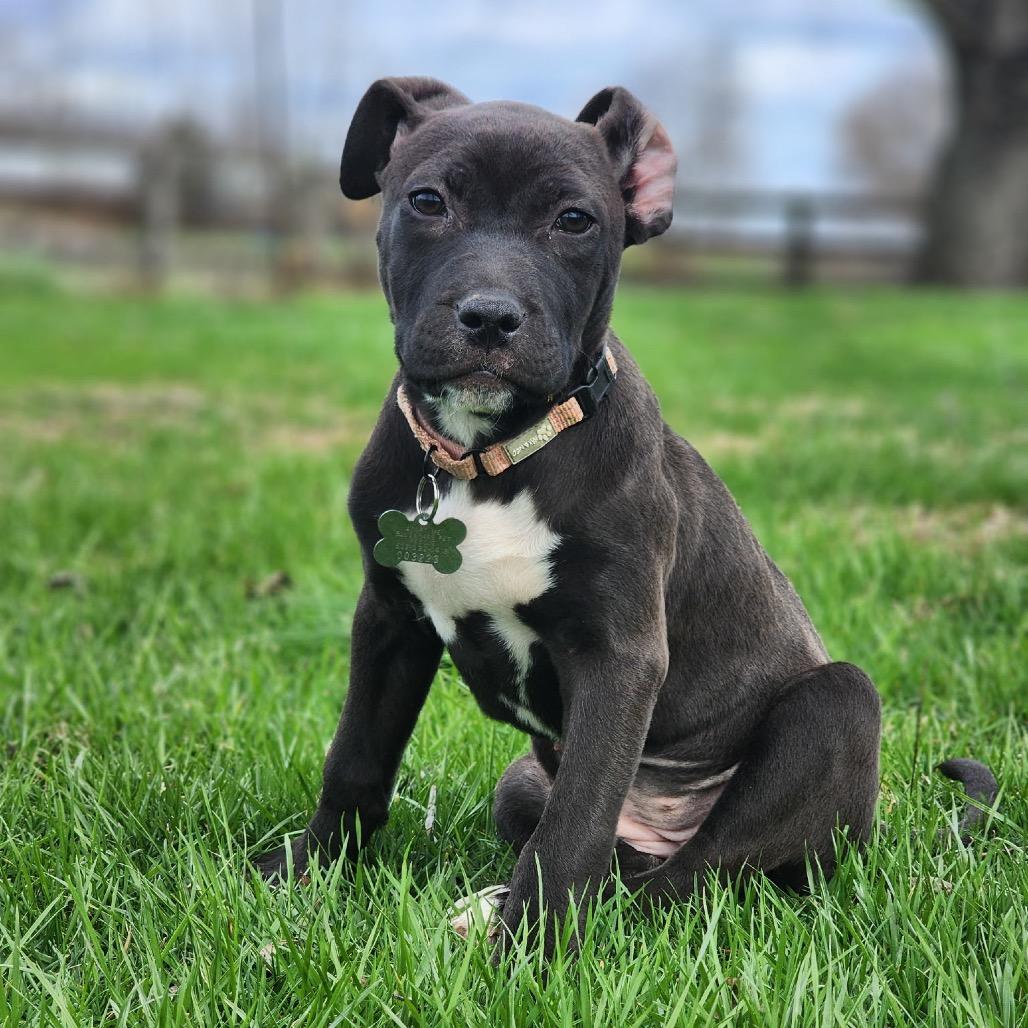 Enlarge Eclipse, a Adoptable mixed breed in La Grange, KY image 3/3