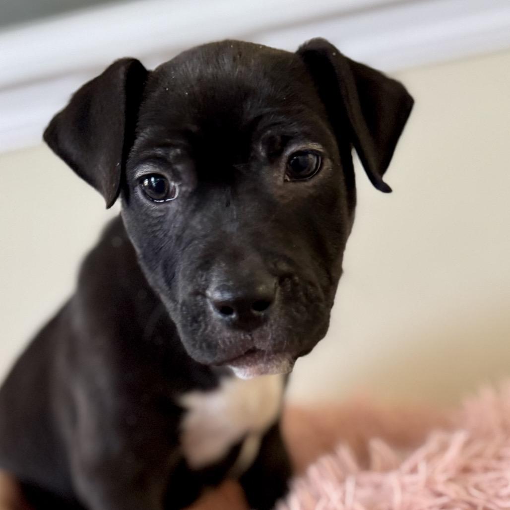 Enlarge Lola, a Adoptable Terrier in La Grange, KY image 1/6