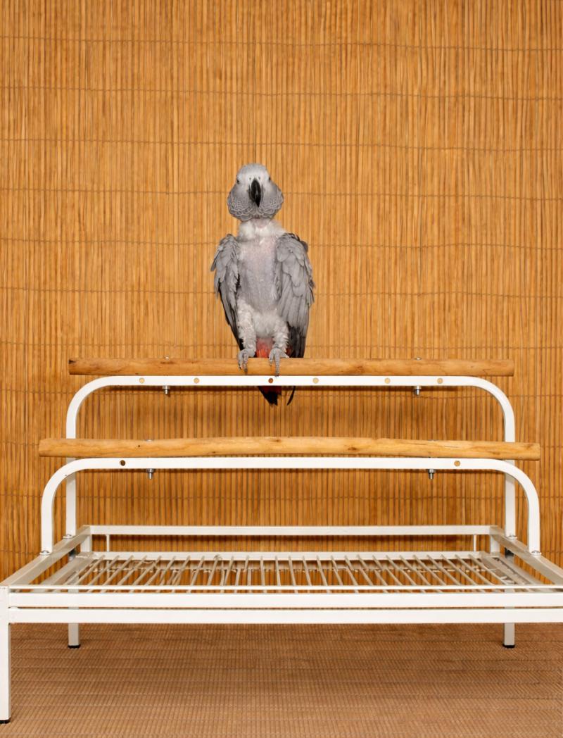 Tiki Baby-28 YO African Grey Prefers Women, adopted, Adult Unknown African Grey.