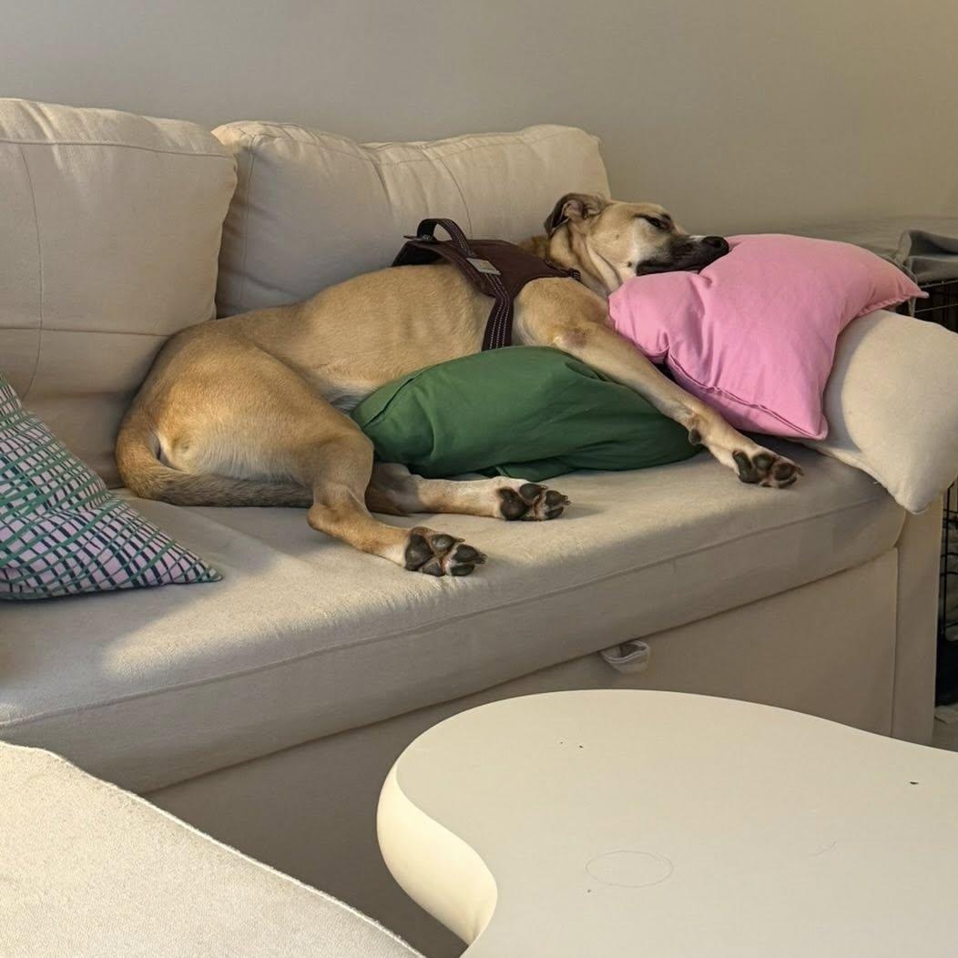 Bear (foster or adopter)