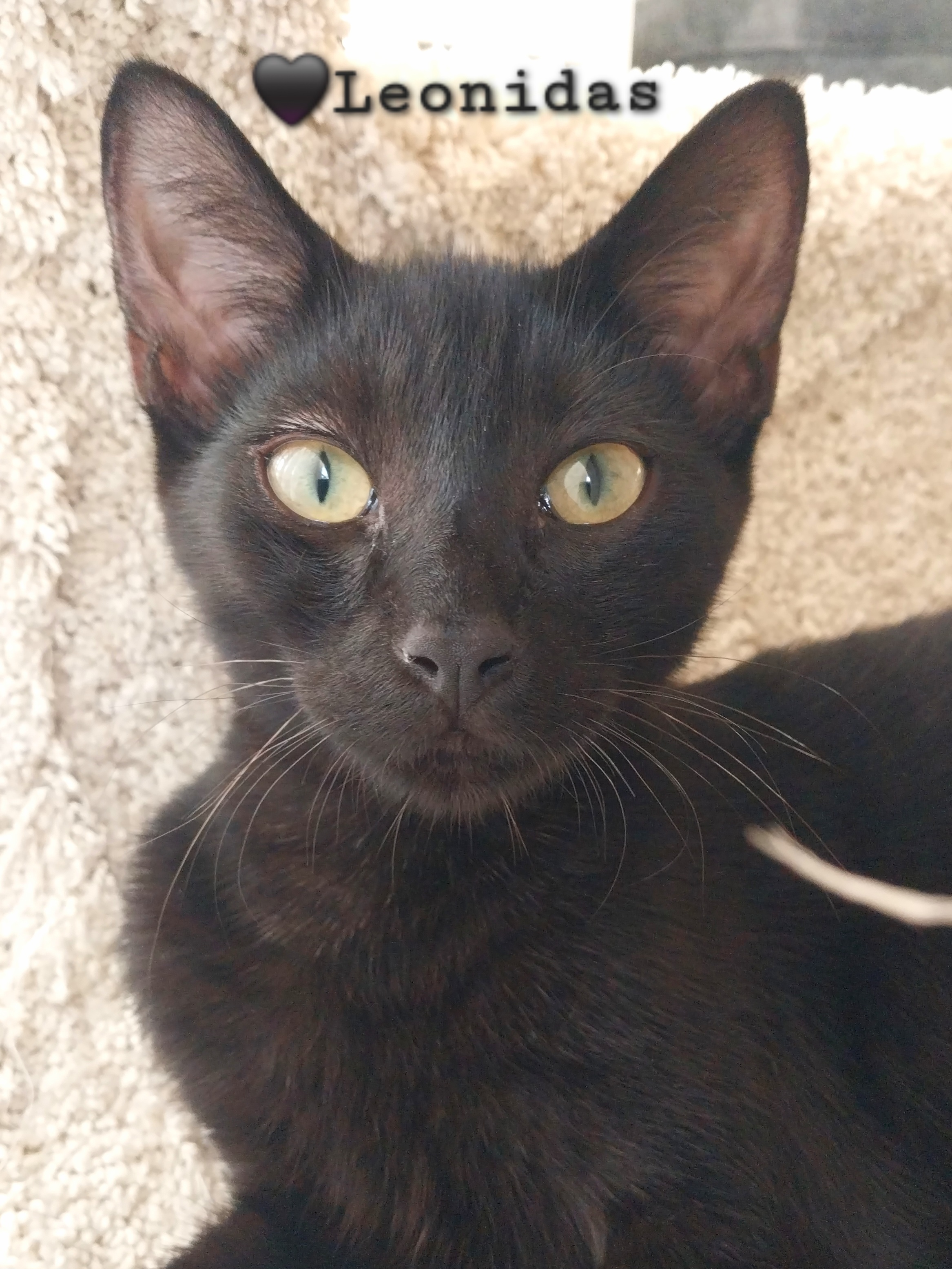 Cat for adoption Leo, a Domestic Short Hair & Bombay Mix in