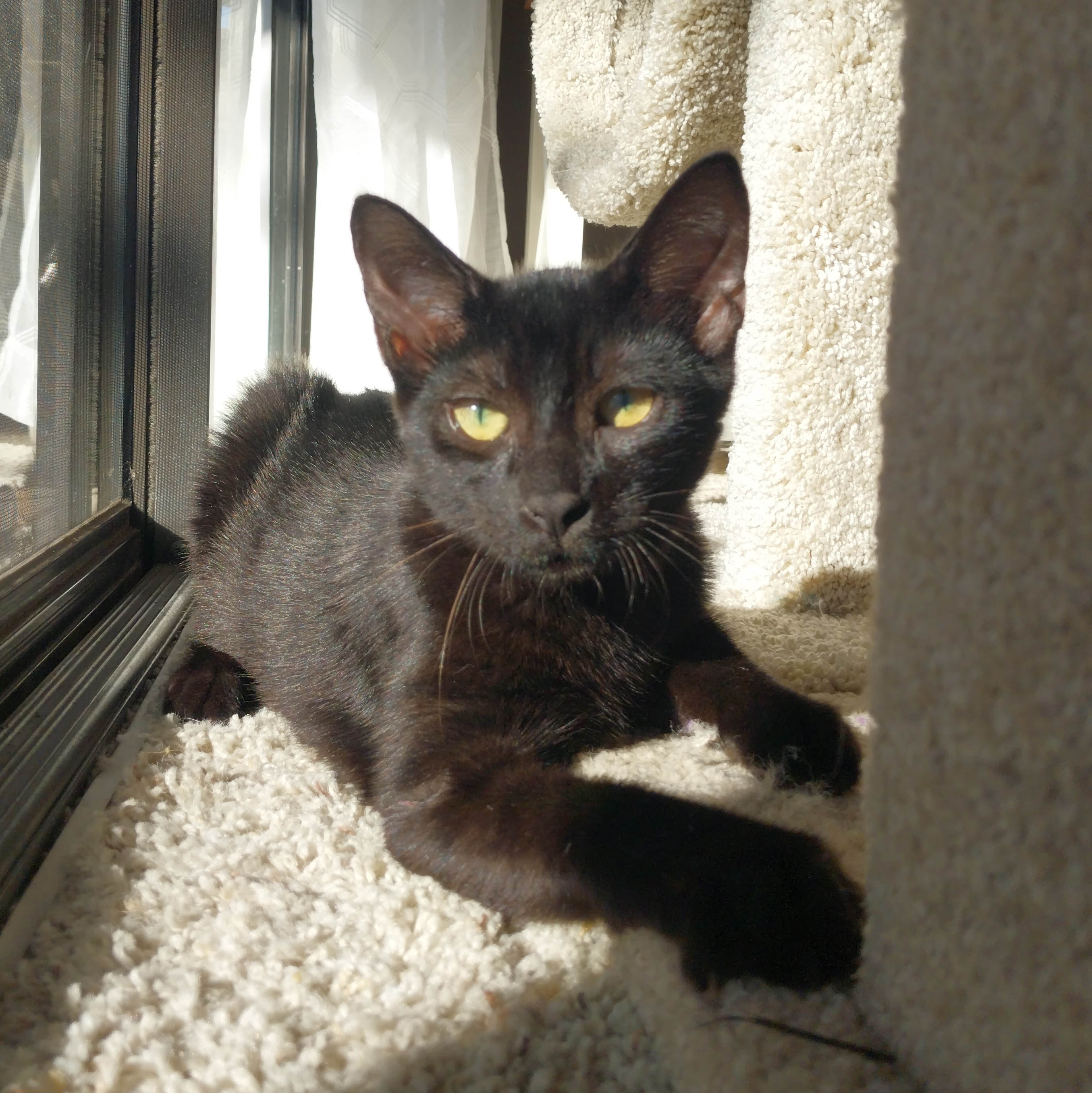 Cat for adoption Leo, a Domestic Short Hair & Bombay Mix in